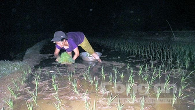 Nông dân đeo đèn pin cấy lúa vào ban đêm. Ảnh: Thanh Hoàng.