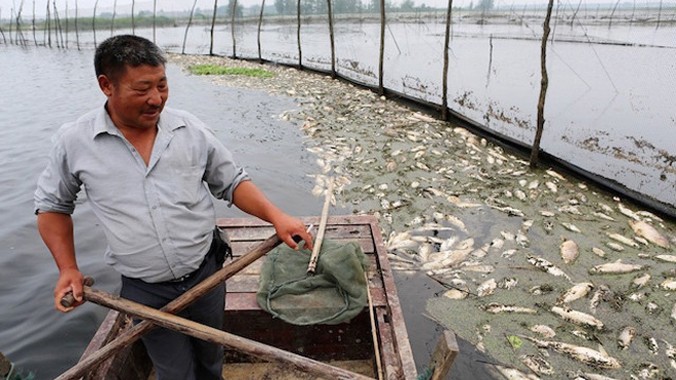 Hiện tượng cá và cua chết hàng loạt được phát hiện tại các trang trại nuôi cá ở Bạng Phụ, thuộc tỉnh An Huy.
