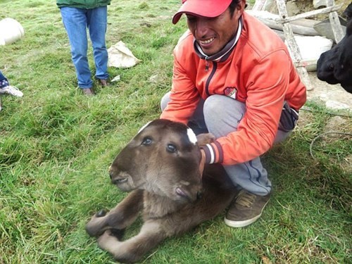 Bê con hai đầu chào đời tại một ngôi làng nhỏ ở vùng Cajamarca, Peru.