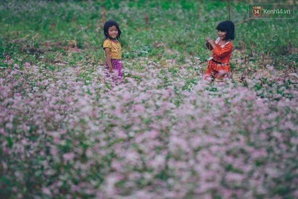 'Tôi đã thấy hoa tam giác mạch ở Hà Giang đẹp tuyệt vời'