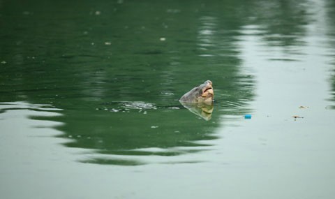 Cụ Rùa Hồ Gươm trong một lần nổi trên mặt hồ hồi tháng 1/2010. Ảnh: Minh Tâm.
