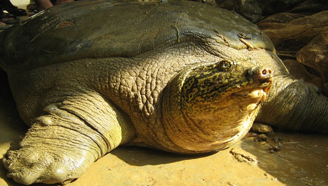 Cá thể Rùa Hoàn Kiếm tại hồ Đồng Mô.
