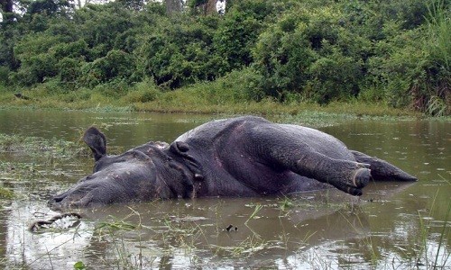 Xác tê giác cái bị hai con đực húc chết. Ảnh: Reuters.