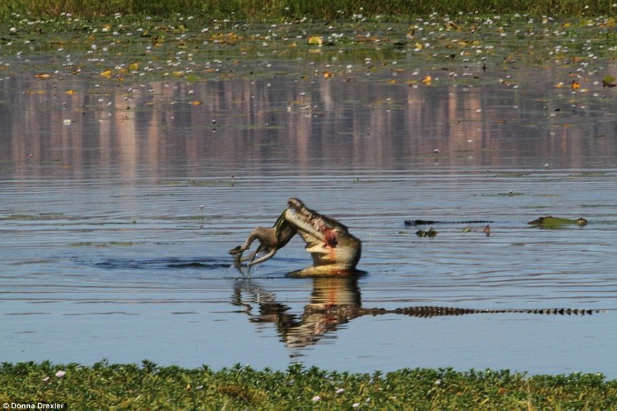 Con cá sấu dài 4,5m đã bắt đươc một chú chuột túi Wallaby và kéo miếng mồi xuống hồ.