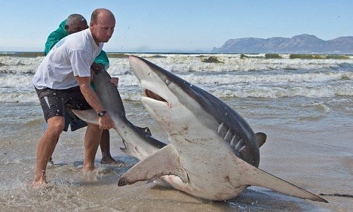 Hai nhiếp ảnh gia địa phương Chris và Monique Fallows chụp được cảnh các ngư dân đang cố gắng thả tự do cho con cá mập voi bị bắt trong lưới đánh cá của họ ở biển Muizenberg, thành phố Cape Town, Nam Phi, Mirror hôm 12/10 đưa tin.