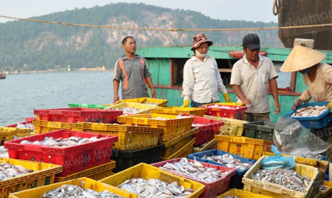 Đại diện Tổng cục Thủy sản khẳng định, hải sản bán trên thị trường ở 4 tỉnh miền Trung đã an toàn.