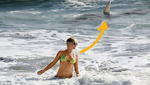 Một con cá mập hổ nguy hiểm bơi sau lưng Simone Gutsche mà cô không hề hay biết.