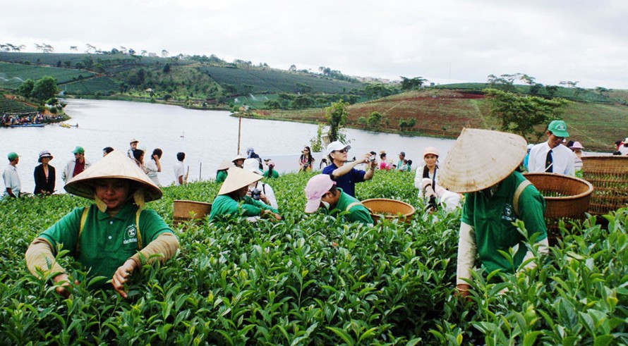 Thi hái trà ở lễ hội văn hóa trà Bảo Lộc. Ảnh: Gia Bình.