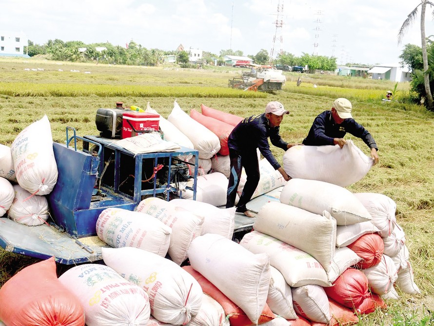 Bộ Công Thương đề xuất cho xuất khẩu gạo trở lại bình thường từ 1/5