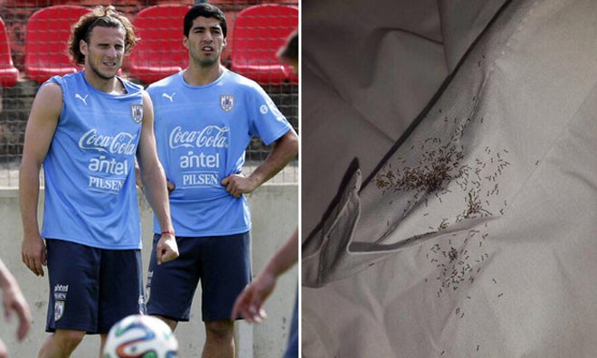 Người Anh đã cố tình hãm hại Luis Suarez và Diego Forlan?