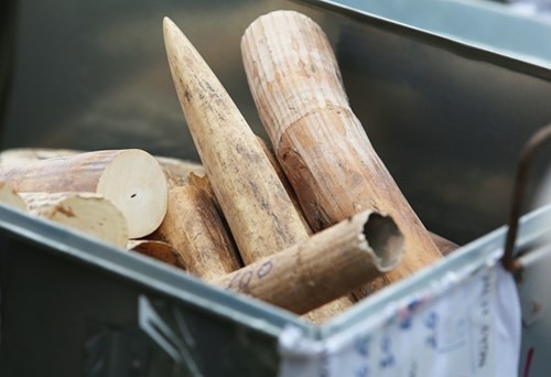 Tang vật một vụ buôn lậu ngà voi bị Hải quan Việt Nam thu giữ trước đó