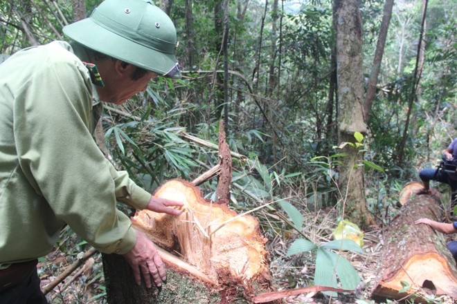 Hiện trường phá rừng pơ mu ở biên giới Quảng Nam. Ảnh H. Văn