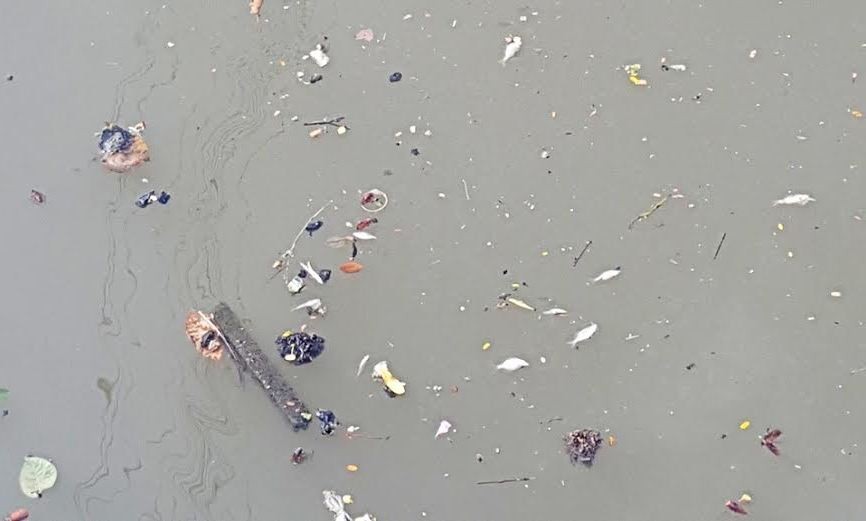 Nhiều loài cá nhỏ bơi lờ đờ theo đám trên dòng nước sông bẩn đục. 