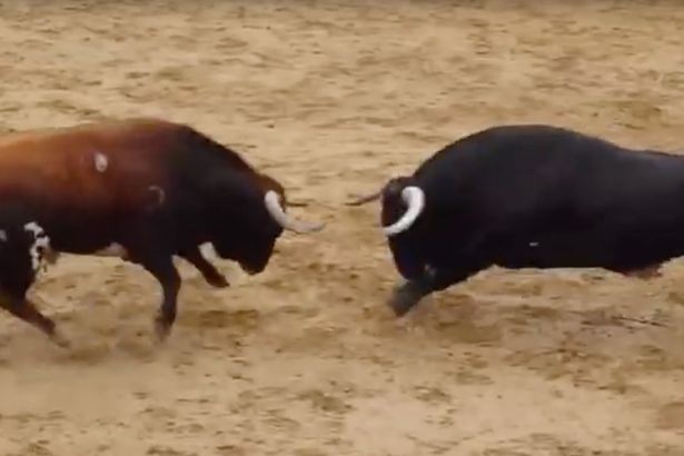 Khoảnh khắc hai con bò tót lao vào nhau với tốc độ cao.