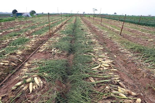 Xã Tráng Việt (huyện Mê Linh, Hà Nội) có 80 ha trồng củ cải. Trước kia đây là vùng cát trắng, sau khi cải tạo đất thì thích hợp trồng củ cải. 