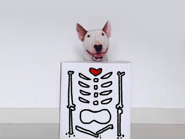 Trong thế giới Instagram: Jimmy Choo - Chú chó siêu nổi tiếng