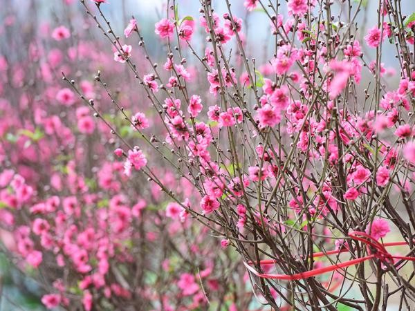 "Lạc trôi" giữa vườn hoa đào ngày Tết đẹp ngất ngây