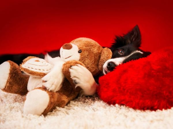 Phát ghen với 3 chú chó có bộ ảnh Valentine siêu dễ thương!