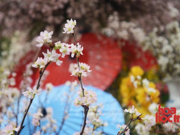 Lễ hội hoa anh đào Nhật Bản ở Hà Nội: 100%… hoa thật!