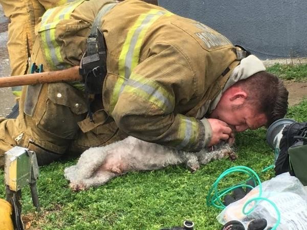 Cách người ta cứu chú chó nhỏ khỏi đám cháy chắc chắn sẽ khiến bạn bất ngờ!