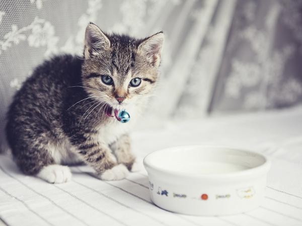 Cho mèo uống sữa không hề tốt như chúng ta vẫn nghĩ!