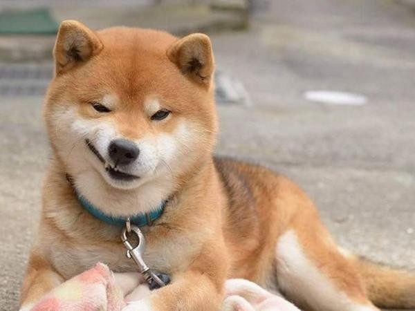 Ryuji, chú chó có điệu cười nhếch mép ngầu nhất trên đời