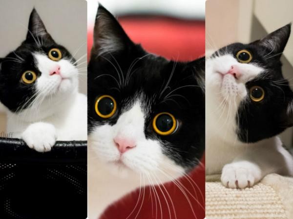 Nếu chưa biết "đôi mắt thôi miên" trông ra sao, bạn hãy gặp “mỹ mèo” Izzy ngay lập tức!
