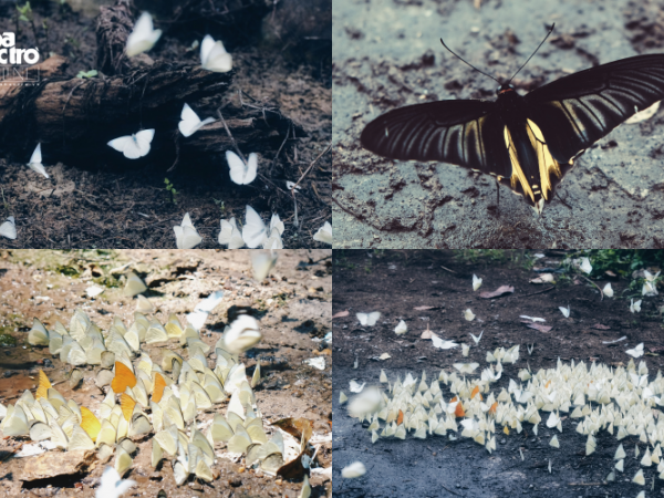 Chiêm ngưỡng những cánh bướm bay rợp trời tại vườn Quốc gia Cúc Phương