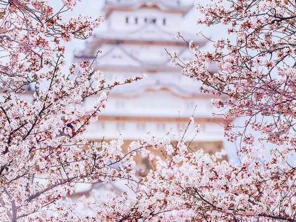 Tháng 5 này, bay ngay đến Nhật Bản để đắm chìm trong thế giới cổ tích màu hồng