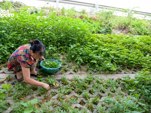 Người dân trồng rau theo cách "chẳng đâu có" trên con đường nghìn tỷ ở Hà Nội