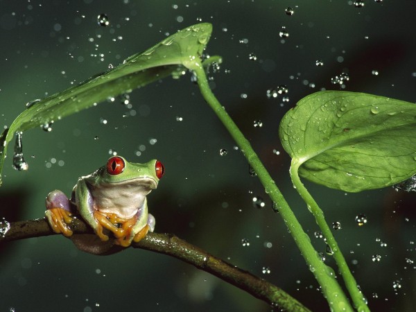 Những mốc thời gian hạnh phúc: Thèm nghe tiếng ếch đêm mưa
