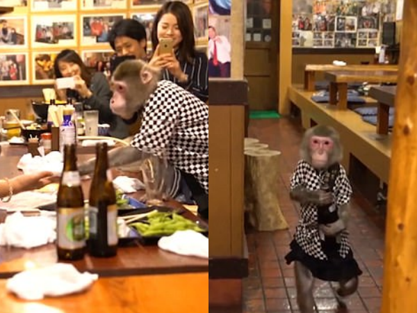 Tin nổi không, nhà hàng này ở Nhật Bản có những chú khỉ làm... bồi bàn đấy!