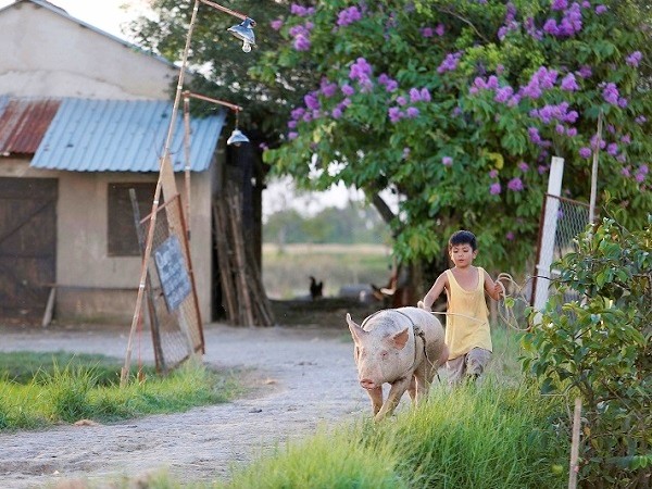 Vũ Ngọc Đãng “khoe” cảnh làng quê đầy mộc mạc, trong trẻo trong trailer “Khi con là nhà”