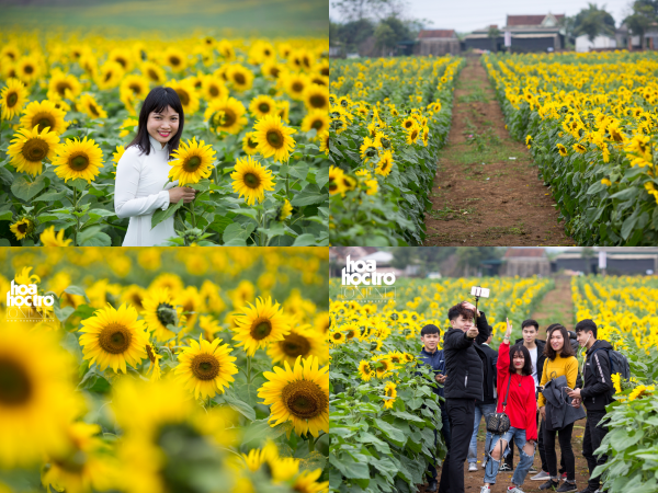 Những ngày đầu xuân, giới trẻ nô nức "check-in" ở cánh đồng hoa hướng dương lớn nhất Việt Nam