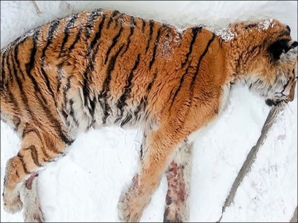 Hổ Siberia suy kiệt sức lực vì đau răng không ăn được