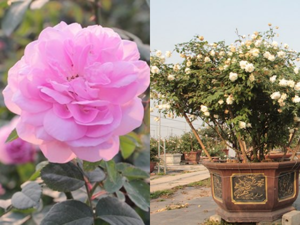 Ngắm vườn hoa hồng bạc tỷ độc nhất vô nhị của cô gái 9x Hà Nội