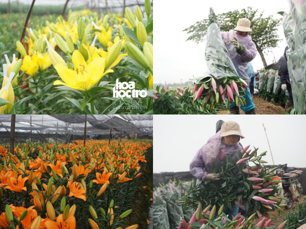 Hà Nội: Giá hoa ly "rẻ chưa từng có", người trồng để mặc hoa rụng đầy gốc