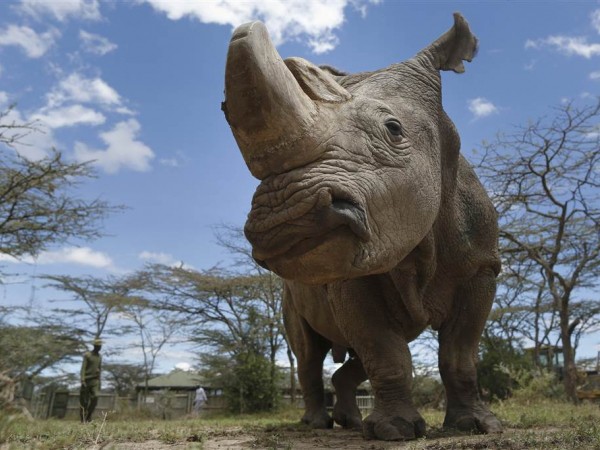 Chúng ta đã mất Sudan - chú tê giác trắng Bắc Phi đực cuối cùng trên thế giới 