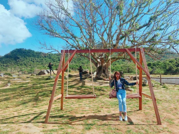 Điểm “sống ảo” với hai cây sung 100 tuổi cực chất ở Phú Yên