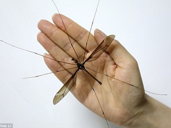 Trung Quốc: Phát hiện con muỗi lớn nhất thế giới