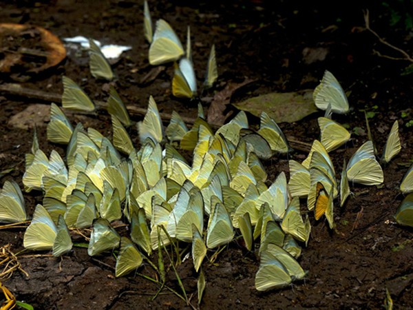 Ninh Bình: Lạc lối giữa rừng bướm đẹp như tiên cảnh ở Cúc Phương