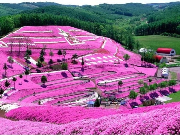 Nhật Bản: Rực rỡ sắc hoa chi anh trên đảo Hokkaido