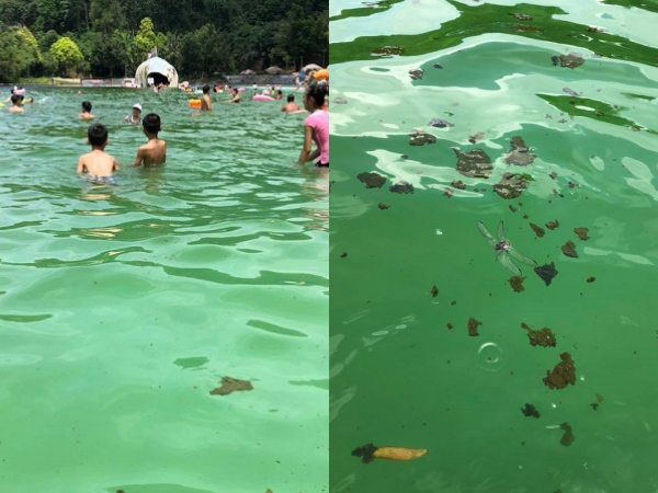 Du khách "ngán ngẩm" với bể bơi của khu du lịch sinh thái đầy rong rêu và xác côn trùng