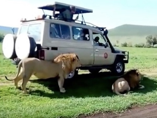 Góc liều lĩnh: Du khách vuốt bờm sư tử ở khu thiên nhiên hoang dã