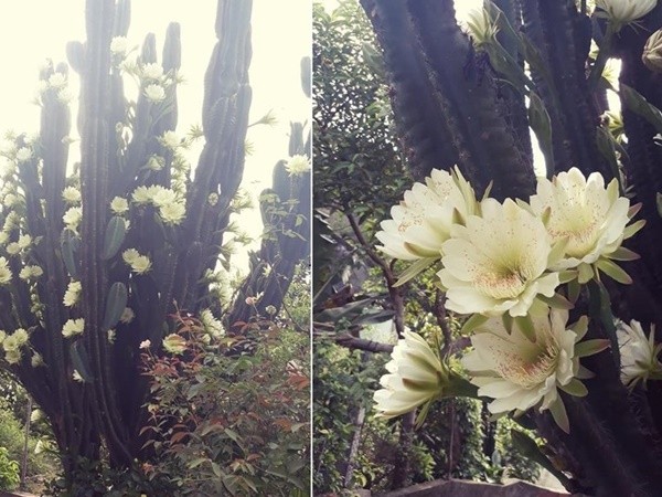 Chuyện hiếm thấy: Vườn xương rồng 30 năm nở hoa trắng muốt hút "triệu" like