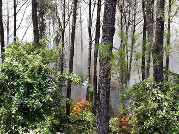 Huế: Rừng thông bất ngờ cháy dữ dội, huy động hơn 200 người dập lửa