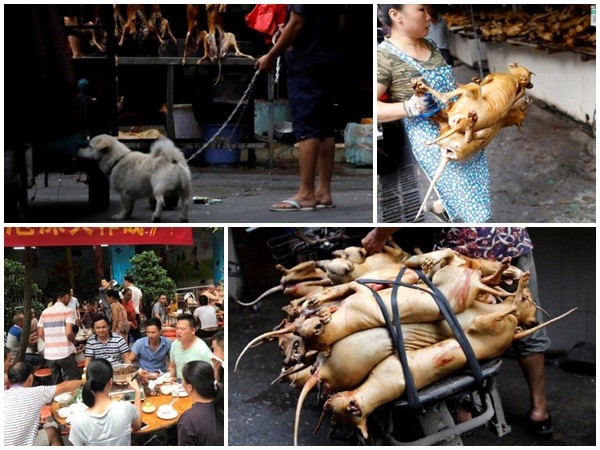 Người Trung Quốc vẫn đổ xô đi ăn thịt chó trong lễ hội tai tiếng