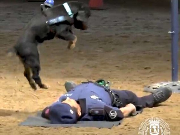 Chú chó cảnh sát được huấn luyện cấp cứu cực đáng yêu