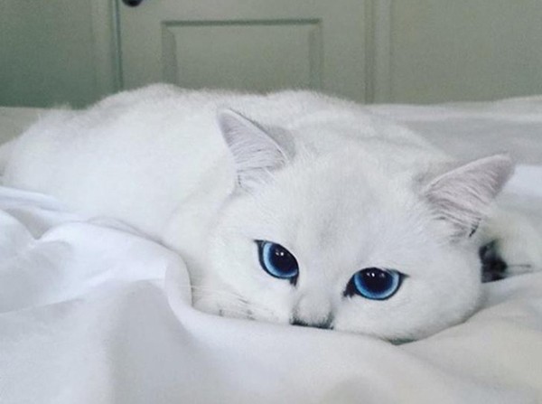 Chú mèo trở thành ngôi sao đình đám trên mạng xã hội nhờ đôi mắt "hút hồn nhất thế giới"