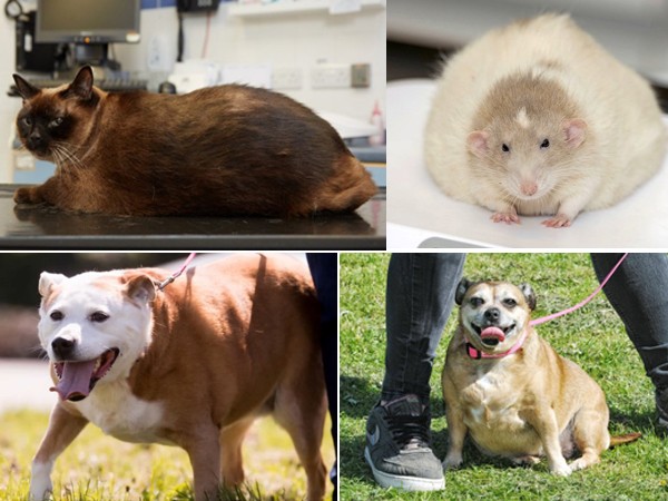 Độc đáo cuộc thi giảm cân có một không hai dành cho thú cưng tại nước Anh